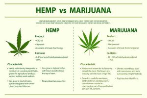 Hemp-Vs-Marijuana