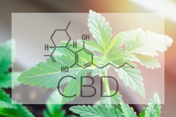 Is Water-Soluble CBD Better Than CBD Oil?