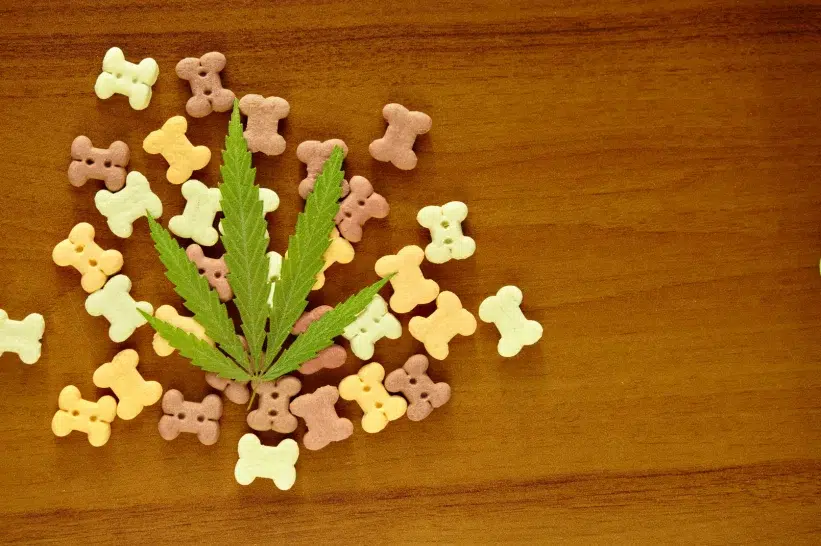 Bone-shaped treats for dogs with a cannabis leaf on top