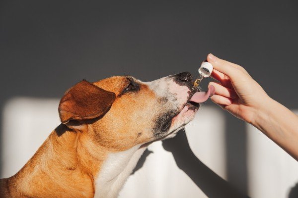 dog licking cbd oil