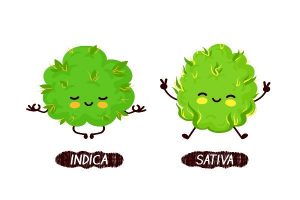 Indica sativa difference