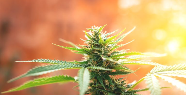 Sativa, Hybrid, or Indica: Which is best for you?
