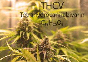 What you need to know about THCV