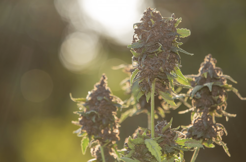 Different cannabis strains flower