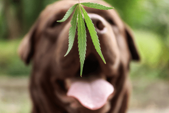 Is CBD safe for dogs?