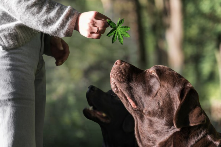 What Does CBD Oil Do for Dogs? Everything You Need to Know