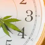 A close up of a clock with its hand resembling a cannabis flower.